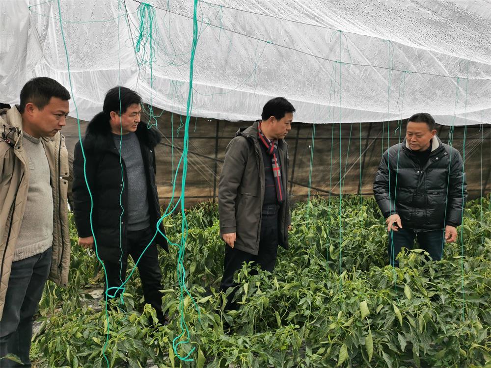 县人大常委会副主任丁正平赴青山乡督查指导低温雨雪天气防范应对工作