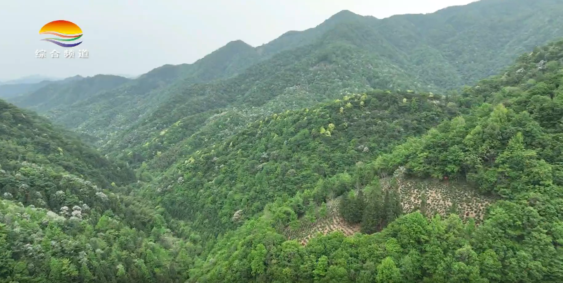 黄政权：让桃源茶香飘出深山